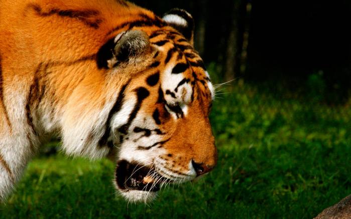Широкоформатные обои Портрет тигра, Фотография тигра