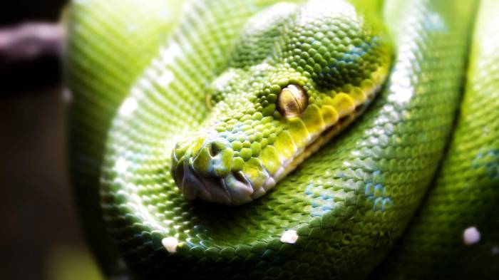 Широкоформатные обои Зеленая змея, Спящая змея