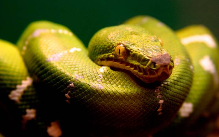 Широкоформатные обои Змея, Свернувшаяся кольцами зеленая змея