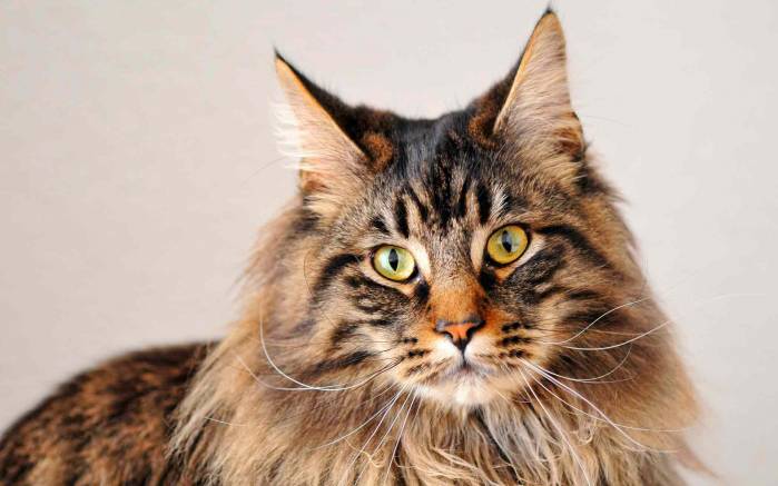 Широкоформатные обои Красивый кот, Портрет красивого кота