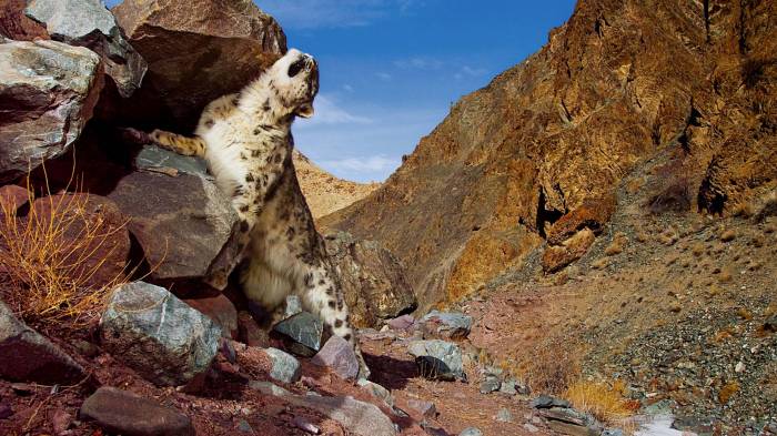 Широкоформатные обои Ласкающийся барс, Снежный леопард