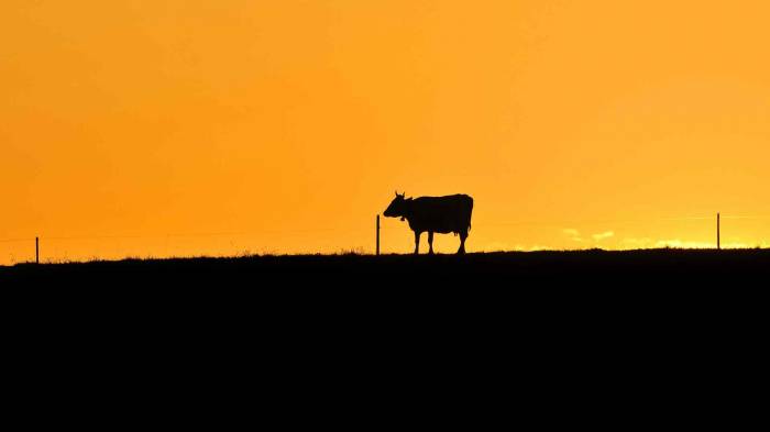 Широкоформатные обои Корова на закате, Контур коровы на закате