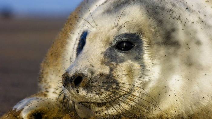 Широкоформатные обои Большой тюлень, Тюлень лежит на берегу