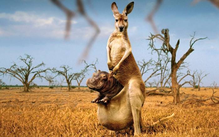 Широкоформатные обои Бегемот и кенгуру, Бегемот в сумке кенгуру