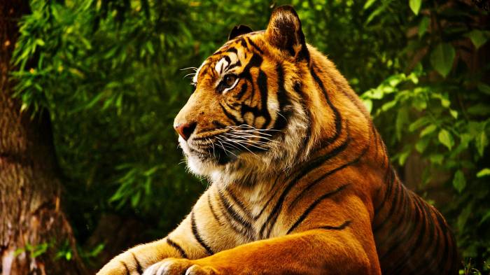 Широкоформатные обои Великолепный тигр, Тигр в джунглях