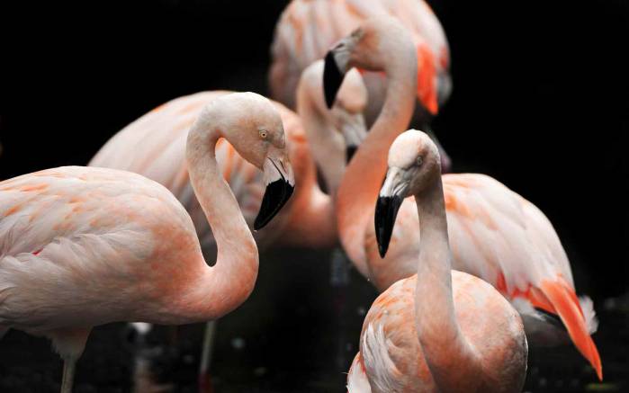 Широкоформатные обои Фламинго в природе, Несколько фламинго в природе