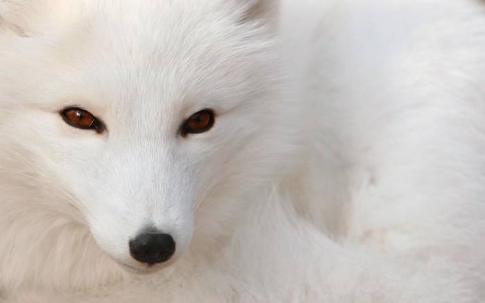 Широкоформатные обои Полярная лиса, Белая полярная лиса