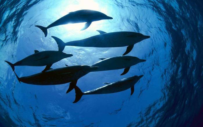 Широкоформатные обои Дельфины, Дельфины в воде