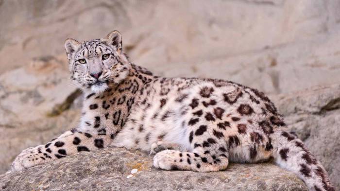 Широкоформатные обои Снежный леопард, Маленький снежный леопард