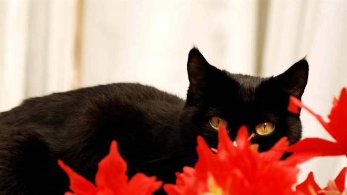 Широкоформатные обои Черный кот, Черный кот в цветах
