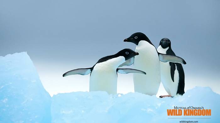 Широкоформатные обои Веселые пингвины, Пингвины которые танцуют