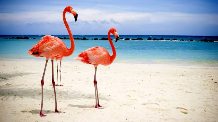 Широкоформатные обои Фламинго на пляже, Розовые птицы