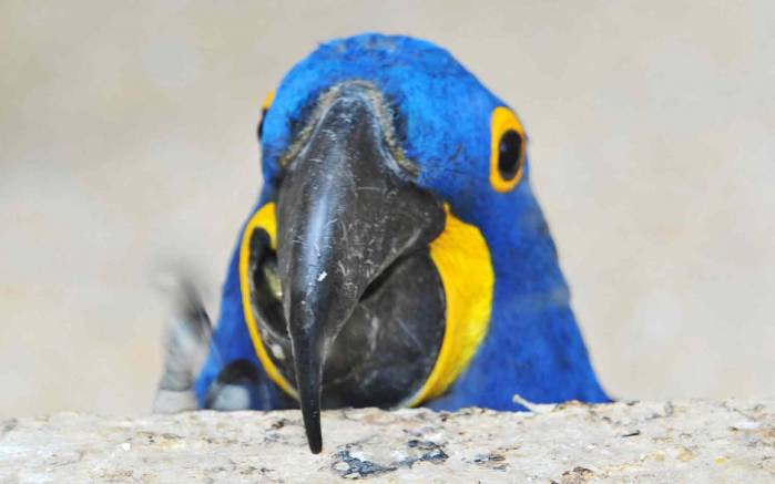 Широкоформатные обои Синий попугай, Синий попугай с клювом