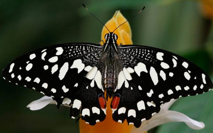 Широкоформатные обои Бабочка матрос, Черно-белая бабочка на ярком цветке