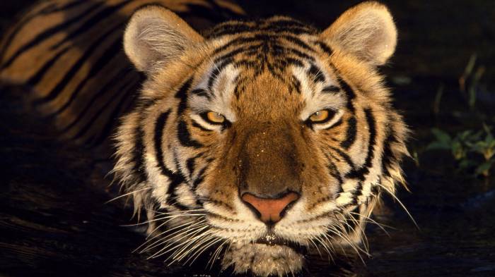 Широкоформатные обои Анфас тигра, Тигр со злым взглядом