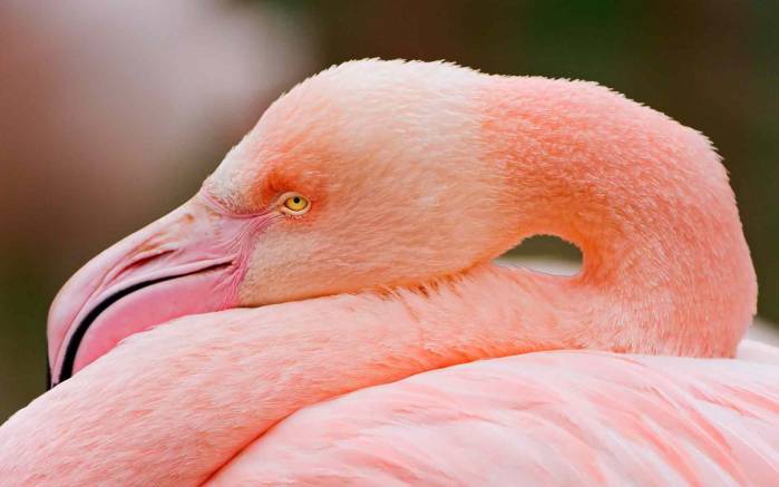 Широкоформатные обои Розовый фламинго, Розовый фламинго сложился