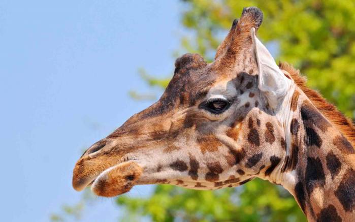 Широкоформатные обои Жираф в профиль, Морда жирафа в профиль