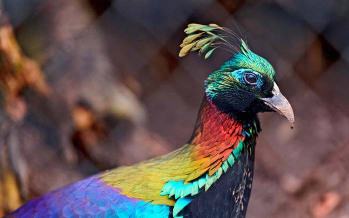 Широкоформатные обои Разноцветная птица, Разноцветная птица с хохолком