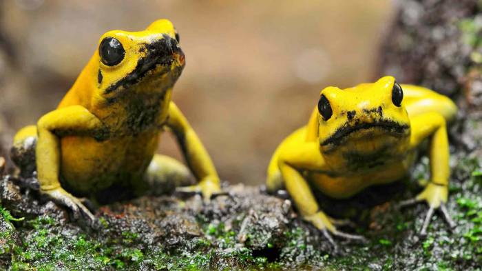 Широкоформатные обои Желтые лягушки, Две желтые лягушки