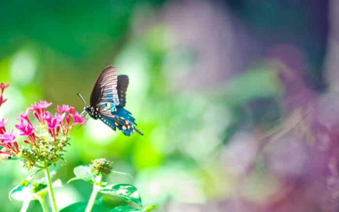 Широкоформатные обои Сказочная бабочка, Хрупкая голубая бабочка и цветок