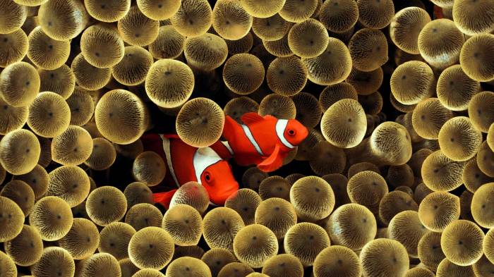 Широкоформатные обои Рыба золотой клоун, Рыбы плавают среди анемонов