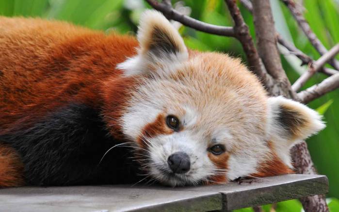 Широкоформатные обои Красная панда лежит, Красная панда лежит на скамейке