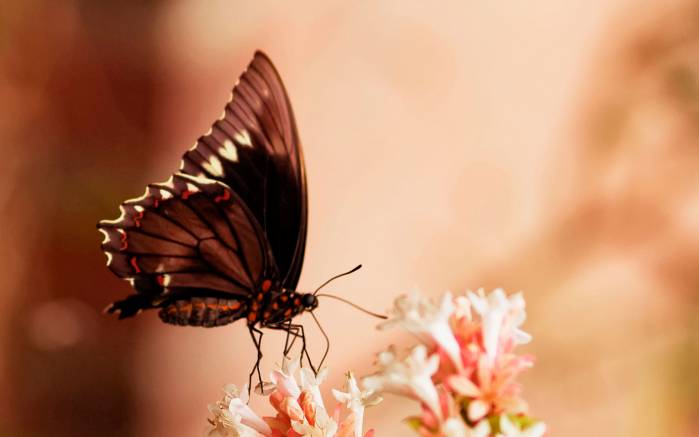 Широкоформатные обои Воспоминания о лете, Черная бабочка на белом цветке