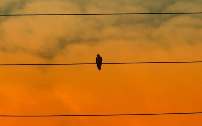 Широкоформатные обои Метафора одиночества, Одинокая птица на проводах