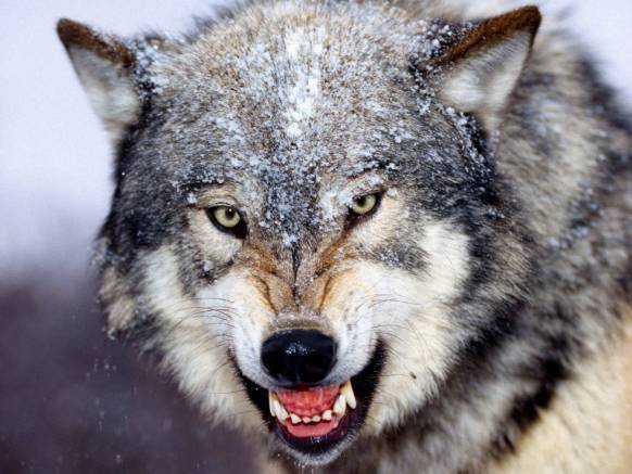 Широкоформатные обои Оскал волка, Волчий оскал в момент ярости