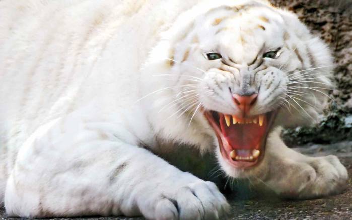 Широкоформатные обои Ярость, Ярость белого тигра