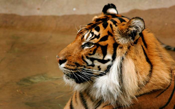 Широкоформатные обои Медитирующий тигр, Тигр, вид сбоку