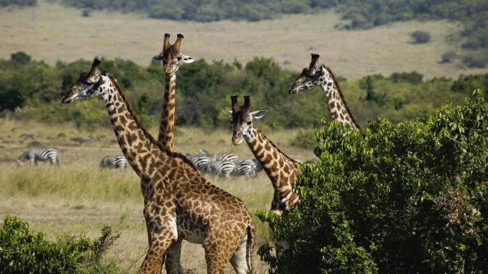 Широкоформатные обои Четверо жирафов, Дикая саванна