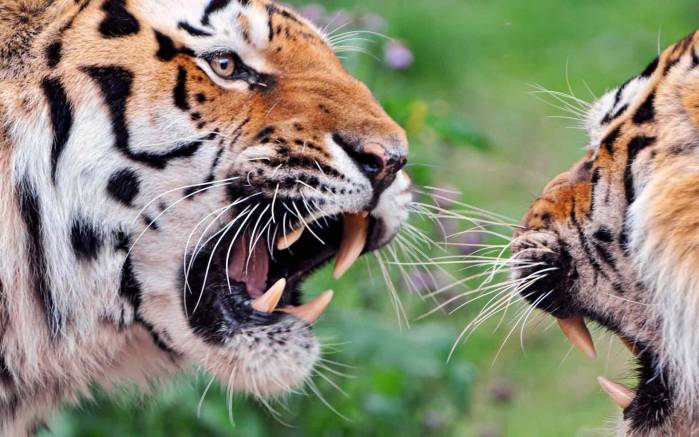Широкоформатные обои Спор, Спор тигров