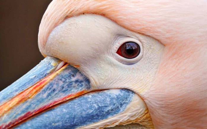 Широкоформатные обои Глаз пеликана, Открытый глаз пеликана