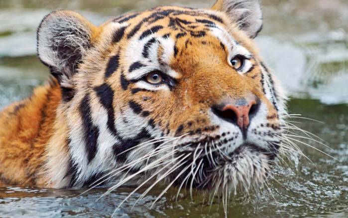 Широкоформатные обои Плывущий тигр, Портрет плывущего тигра