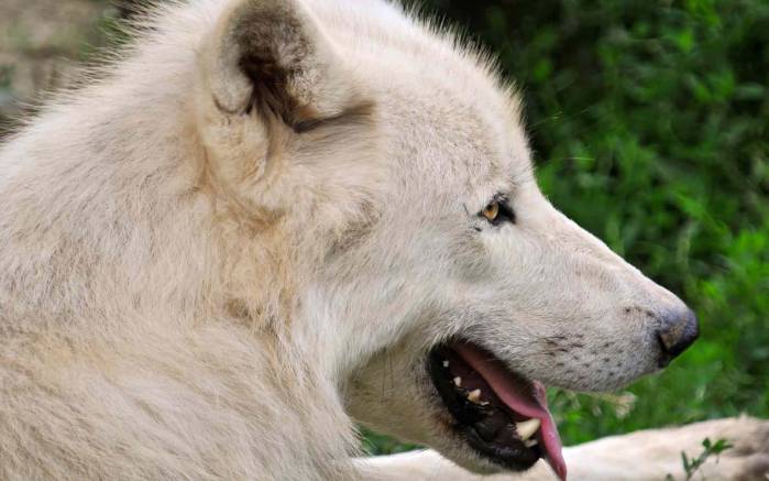 Широкоформатные обои Белый волчонок, Белый волчонок в профиль