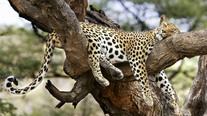 Широкоформатные обои Спящий леопард, Тихий час