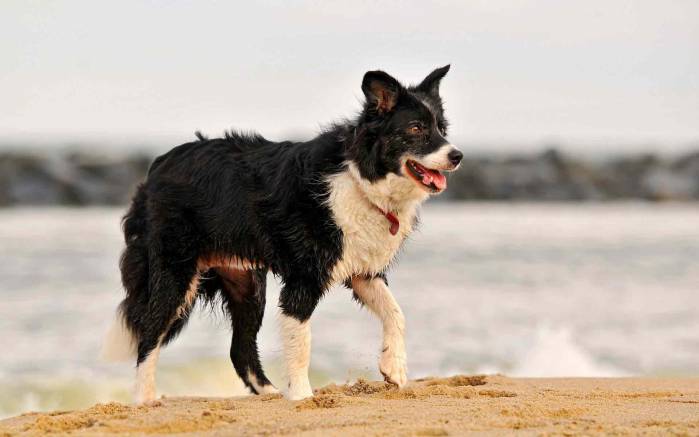 Широкоформатные обои По песку, Собака гуляет по песку