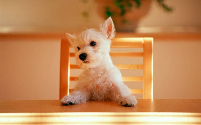 Широкоформатные обои Щенок за столом, Беленький щенок за обеденным столом