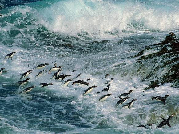 Широкоформатные обои Плавающие пингвины, Плавающие в воде пингвины