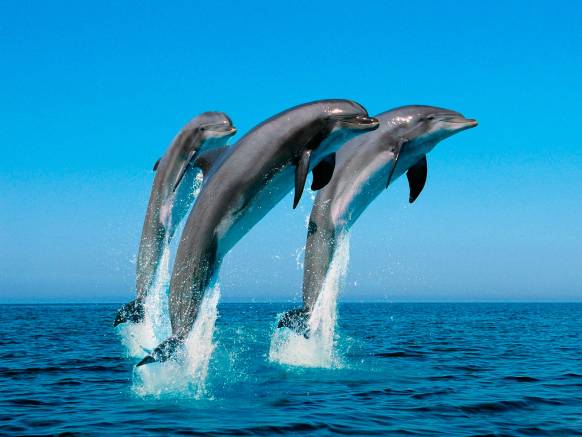 Широкоформатные обои Играющие дельфины, Три играющих дельфина