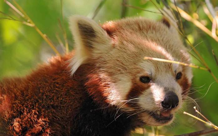 Широкоформатные обои Панде жарко Широкоформатные обои Панде жарко, Красной панде жарко