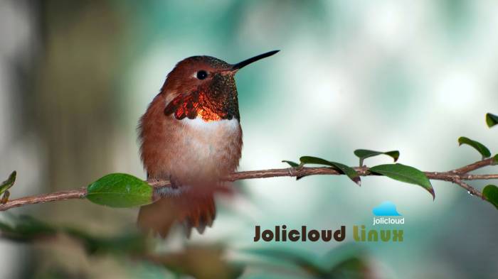 Широкоформатные обои Jolicloud Linux, Розовый колибри