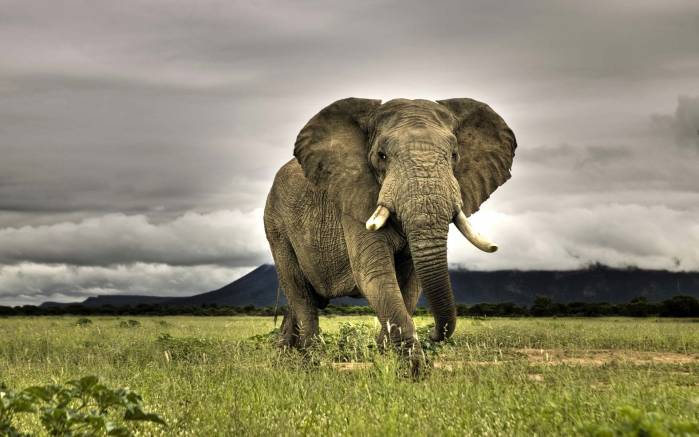 Широкоформатные обои Африканский слон, Гуляющий слон