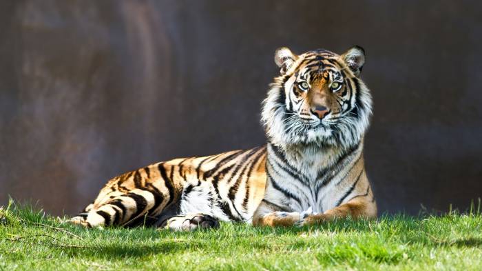 Широкоформатные обои Гордый тигр, Тигр на траве