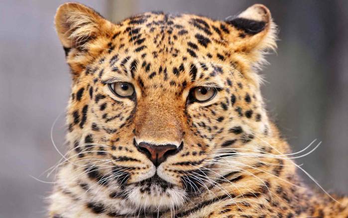 Широкоформатные обои Самка леопарда, Самка леопарда с белыми усами