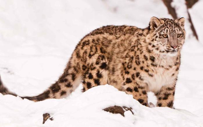 Широкоформатные обои Леопард в снегу, Леопард стоит в снегу